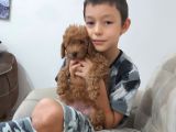 Irk Ve Sağlık Garantili Toy Poodle Bebekler