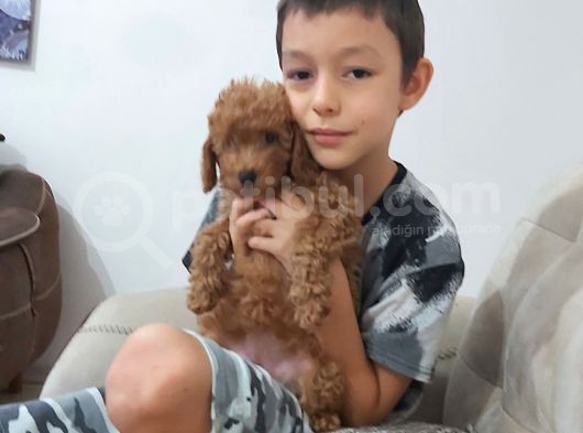 Irk Ve Sağlık Garantili Toy Poodle Bebekler görsel