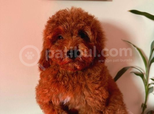 3 Aylik Di̇şi̇ Yavrum Redbrown görsel