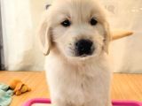 BABY FACE GOLDEN RETRİEVER YAVRULARIM