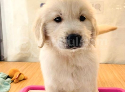 Baby Face Golden Retri̇ever Yavrularim