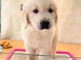 Baby Face Golden Retri̇ever Yavrularim