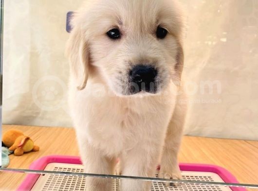 Baby Face Golden Retri̇ever Yavrularim görsel
