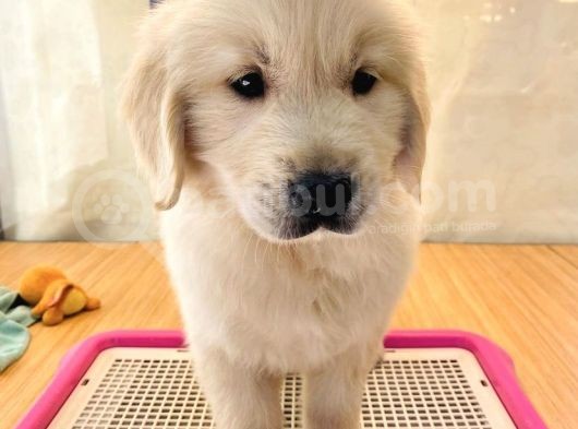 Baby Face Golden Retri̇ever Yavrularim görsel