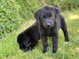 SEVİMLİ LABRADOR YAVRULARIM