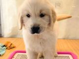 Baby Face Golden Retri̇ever Yavrularim