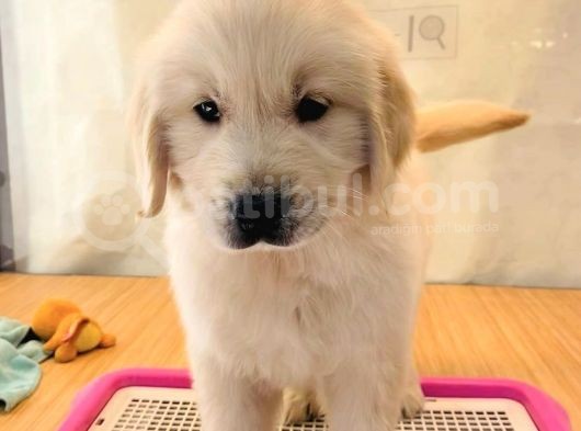 Baby Face Golden Retri̇ever Yavrularim görsel