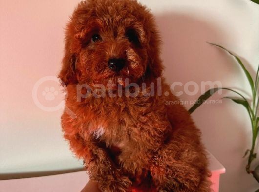 3 Aylik Di̇şi̇ Yavrum Redbrown