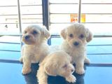0 Numara Maltese Terrier Bebeklerimiz