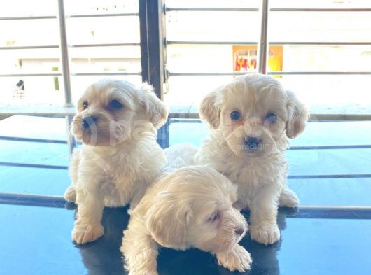 0 Numara Maltese Terrier Bebeklerimiz görsel