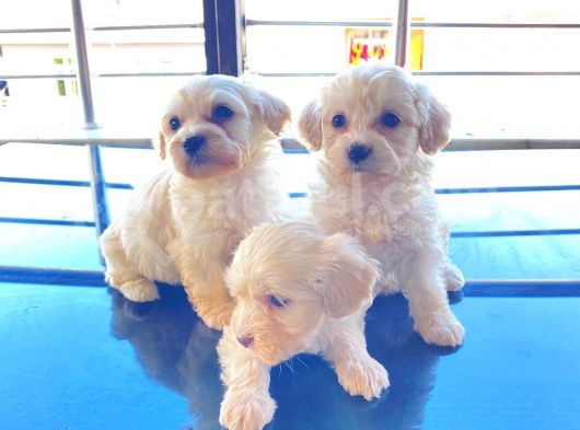 0 Numara Maltese Terrier Bebeklerimiz
