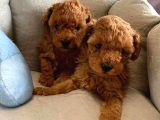 Ben poodle