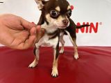 Aa Kalite Teacup Chocolate Chihuahua