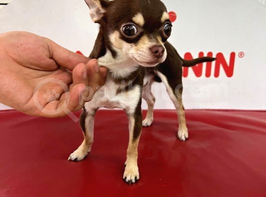 Aa Kalite Teacup Chocolate Chihuahua görsel