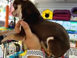 Aa Kalite Teacup Chocolate Chihuahua
