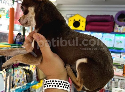 Aa Kalite Teacup Chocolate Chihuahua görsel