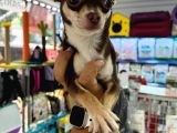 AA kalite Teacup Chocolate Chihuahua