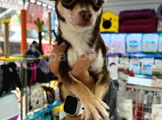 Aa Kalite Teacup Chocolate Chihuahua