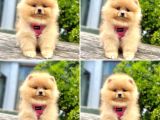 Sabah şekerim pomeranian