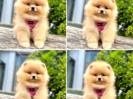 Sabah Şekerim Pomeranian