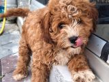 Karma aşıları yapılmış sevimli maltipoo yavrular