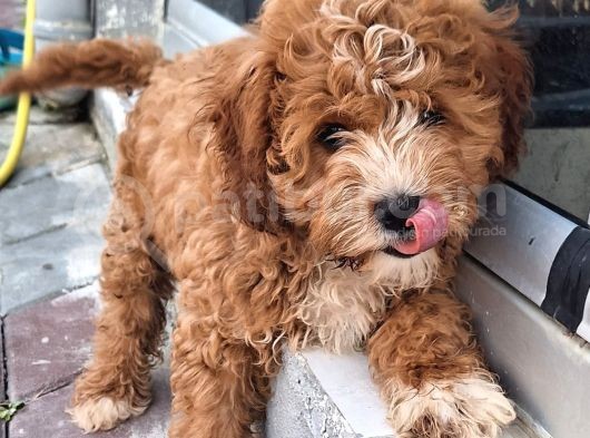 Karma Aşıları Yapılmış Sevimli Maltipoo Yavrular