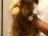 Karma Aşıları Yapılmış Sevimli Maltipoo Yavrular