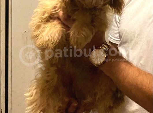 Karma Aşıları Yapılmış Sevimli Maltipoo Yavrular görsel