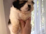 Shih Tzu Ve Teacup Yorkshire Yavruları Mevcut