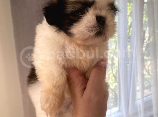 Shih Tzu Ve Teacup Yorkshire Yavruları Mevcut görsel