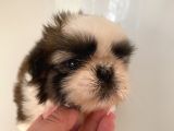 Shih Tzu Ve Teacup Yorkshire Yavruları Mevcut