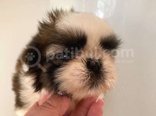 Shih Tzu Ve Teacup Yorkshire Yavruları Mevcut görsel