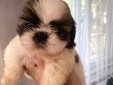 Shih Tzu Ve Teacup Yorkshire Yavruları Mevcut