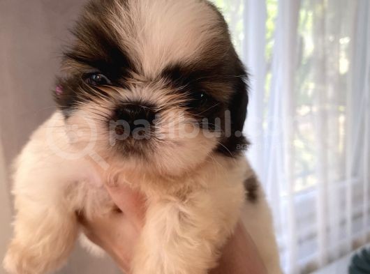 Shih Tzu Ve Teacup Yorkshire Yavruları Mevcut görsel
