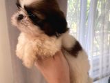 Shih Tzu Ve Teacup Yorkshire Yavruları Mevcut