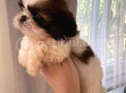 Shih Tzu Ve Teacup Yorkshire Yavruları Mevcut görsel