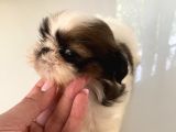 Shih tzu ve teacup yorkshire yavruları mevcut