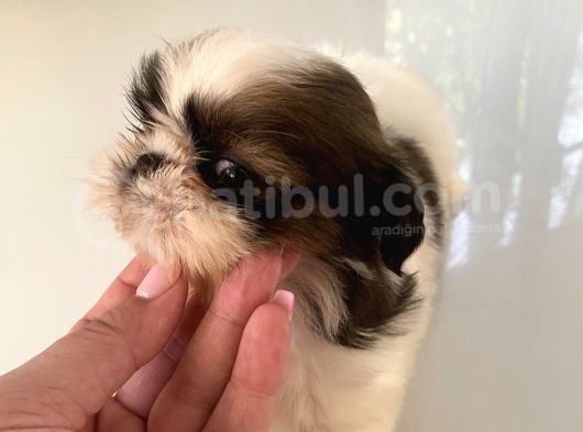 Shih Tzu Ve Teacup Yorkshire Yavruları Mevcut