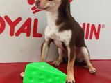Aa Kalite Teacup Chocolate Chihuahua