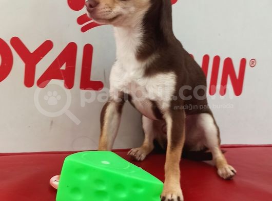 Aa Kalite Teacup Chocolate Chihuahua görsel