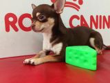 Aa Kalite Teacup Chocolate Chihuahua