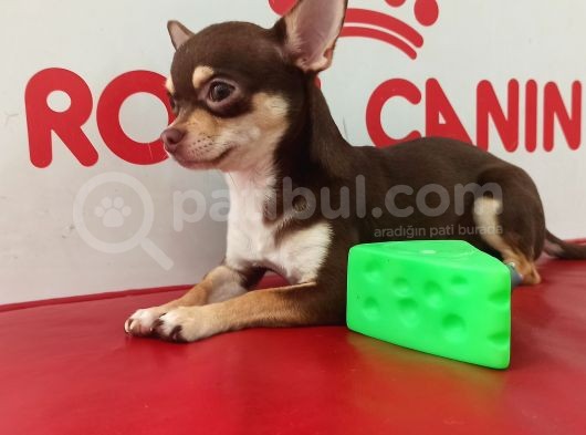 Aa Kalite Teacup Chocolate Chihuahua görsel