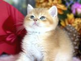 Saf kan BSH golden