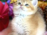 Saf Kan Bsh Golden