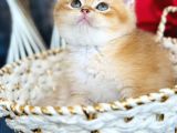 Saf Kan Bsh Golden