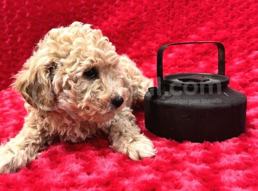 Irk Garantili Hipoalerjenik Toy Poodle Yavrular görsel