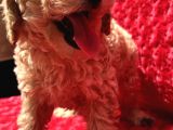 Irk Garantili Hipoalerjenik Toy Poodle Yavrular