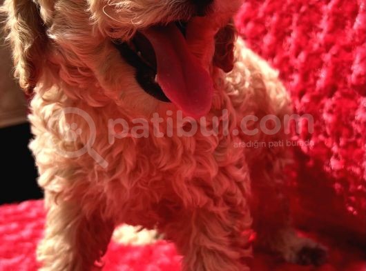 Irk Garantili Hipoalerjenik Toy Poodle Yavrular görsel