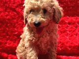 Irk Garantili Hipoalerjenik Toy Poodle Yavrular