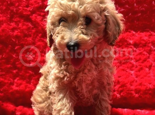 Irk Garantili Hipoalerjenik Toy Poodle Yavrular görsel